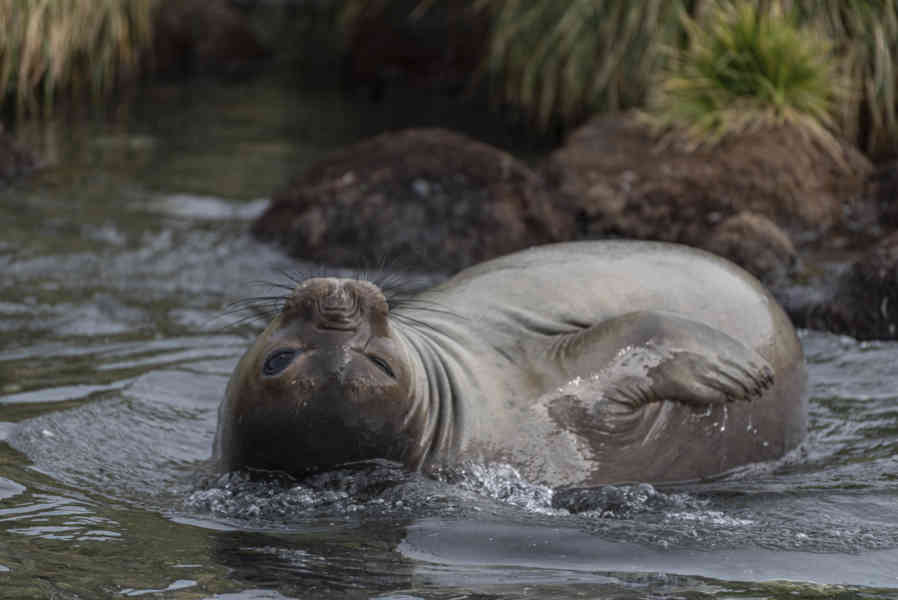 Elefante Marino - islas Georgias del Sur 14.jpg